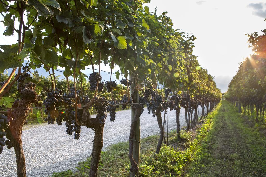 Fattoria L'Amorosa Sementina Buitenkant foto