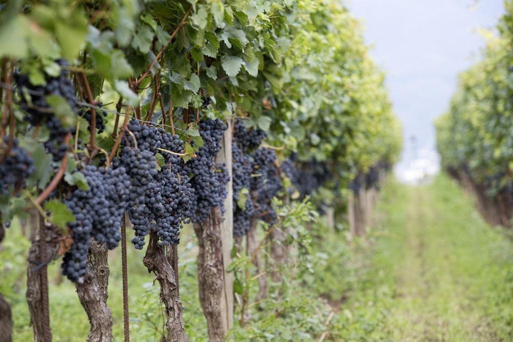 Fattoria L'Amorosa Sementina Buitenkant foto